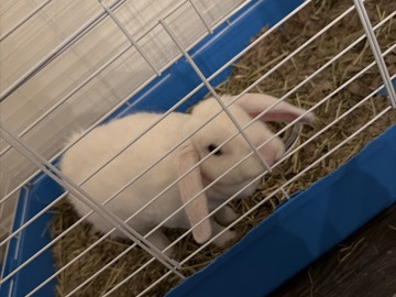 Mini Lop – Caterpiller the bunny – Lewes