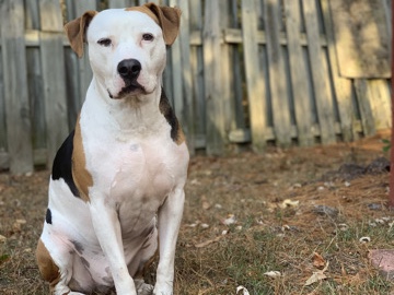 American Pit Bull Terrier – Dog in need of a loving new home by September 2026 – Glen Burnie