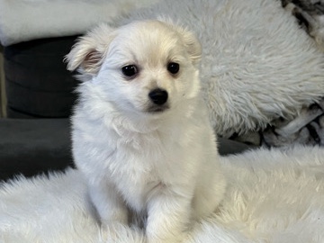 Pomeranian – Female Mix Pomeranian bichon frise – Vancouver
