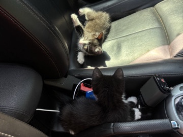 kittens โ Detroit