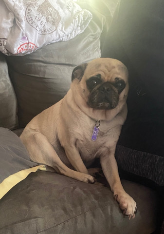 Pug – Pug