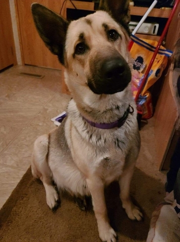 Siberian Husky – Husky German shepherds