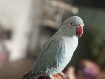 blue female ringneck to good home 