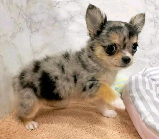 Chihuahua – Adorable TeaCup Pups