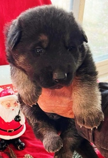 German Shepherd – German Shepherd Puppies for Christmas