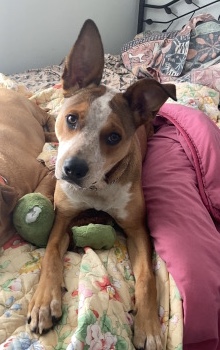 Jack Russell Terrier – Loving Family Dog *Needs Home*