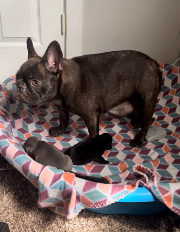 French Bulldog – Frenchie Puppies