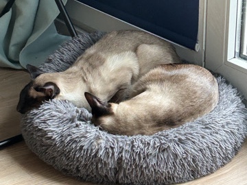 Siamese – 🐾 Zwei Siamkatzen-Brüder (kastriert) – nur gemeinsam in liebevolle Hände abzugeben 🐾 – München