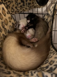 need to rehome