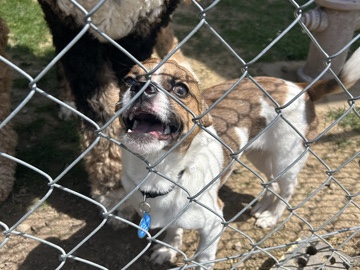 Jack Russell Terrier - Jack russell looking for loving home  available for adoption in Canton