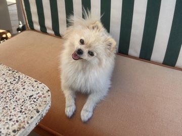 Pomeranian - Pomeranian Sky available for adoption in Marbella