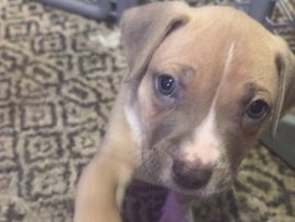 American Pit Bull Terrier – tiny Tim-male – Hamilton