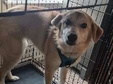 Mixed Breed – Looking to rehome – Terrell