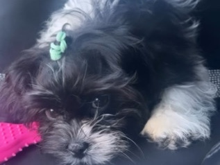 Shih Tzu – Lola – Henrico
