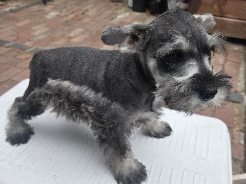 Miniature Schnauzer – miniature Schnauzers – Duarte