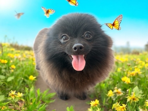 Sweet Pomeranian Boy