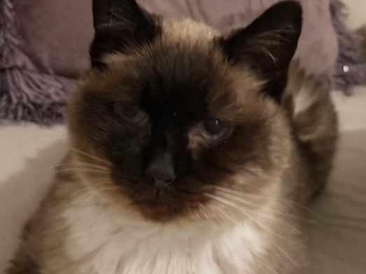 Siamese – loving Siamese Cat for Rehoming – 10 Years Old – South Glens Falls