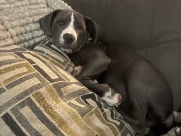 American Pit Bull Terrier – looking for good loving home for pit bull puppies – Palmdale
