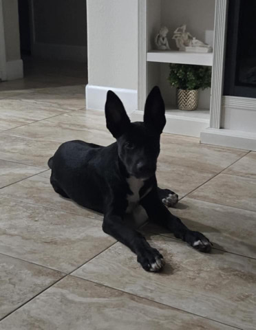 German Shepherd – k9