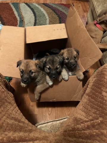 Old German Shepherd Dog – German shepherd puppies