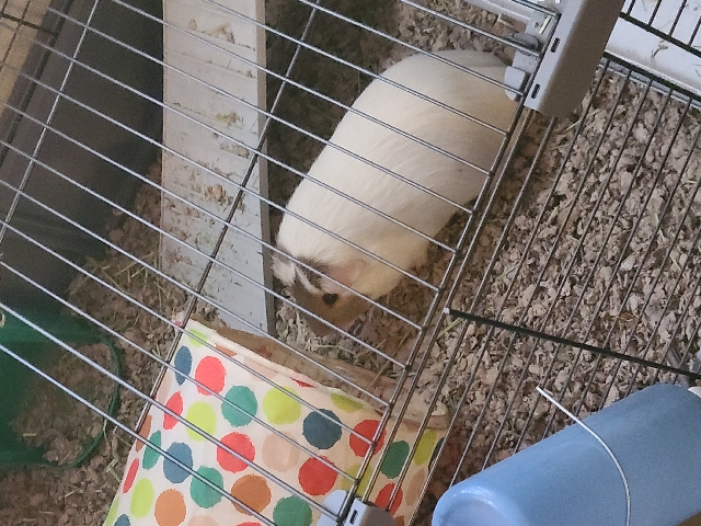 guinea pigs