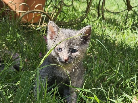 Cute kittens for sale – San Bernardino
