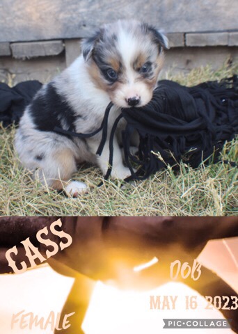 Australian Shepherd – Australian Shepherd