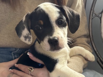 Chiot femelle – Braine-l'Alleud