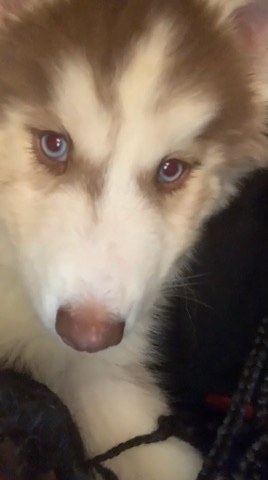 Siberian Husky – Find my babies a home!