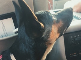 German Shepherd – Pls adopt me! – Blue Ridge Summit