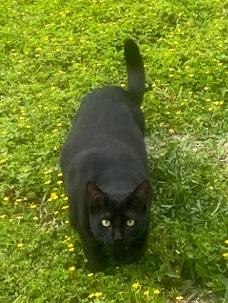 American Shorthair – rehoming a big ol black cat called Esme