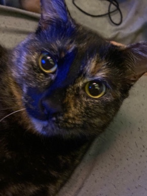 American Shorthair – rehoming olive