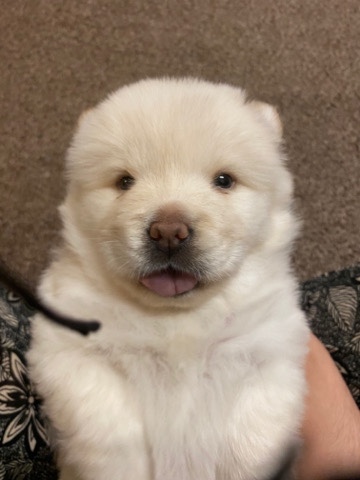 Chow chow white puppy