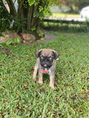 Pug – 6 Fawn Pug Puppies
