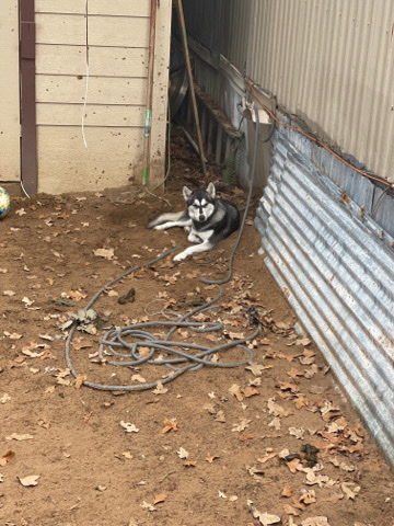 Siberian Husky – huskies