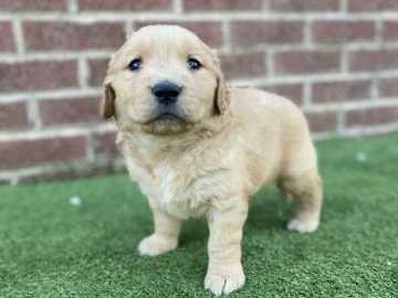 Golden Retriever – !!!!GOLDEN RETRIEVER PUPPIES!!!! – Marshville