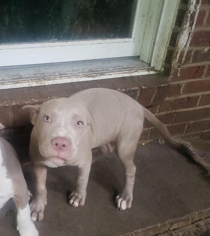 American Bulldog – UKC American bully