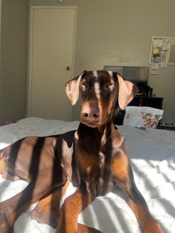 Doberman Pinscher – Doberman