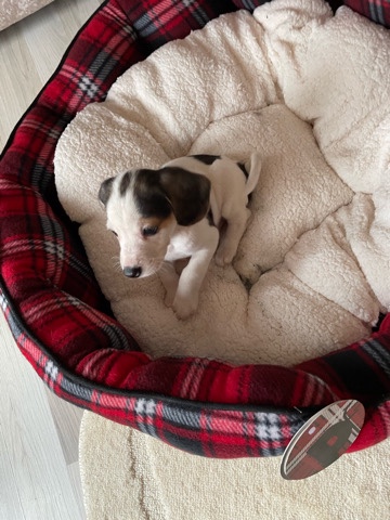 Beagle – cute beagle puppy’s