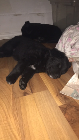 Tibetan Mastiff – Boy puppy’s for sale