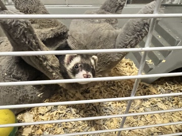 Panda – Ferret – Cumming