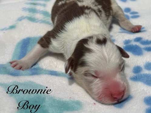 Australian Shepherd – Boy (Border Collie X Aussie) – Oklahoma City