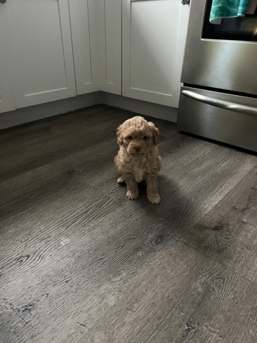 Poodle – puppies for sale 12 weeks old – Tustin