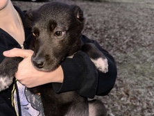 Labrador Retriever – Brittany/Lab Mix Puppies – Hoover