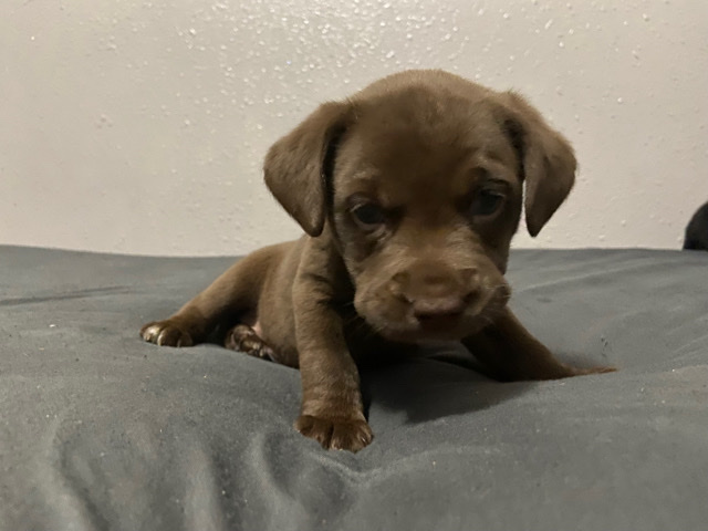 lab mixed with pitbull