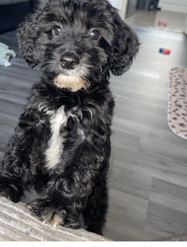 Cockapoo – Milo 12 week Cockapoo – Sheffield