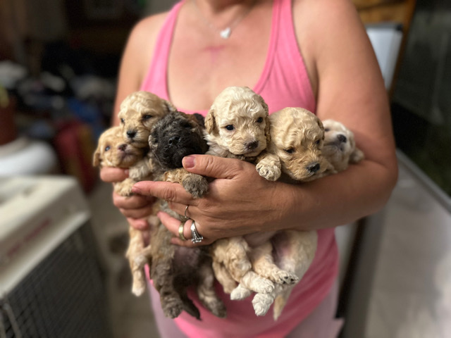 Poodle – Puppies available