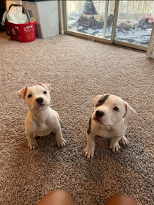 American Pit Bull Terrier – Enzo and Auroa