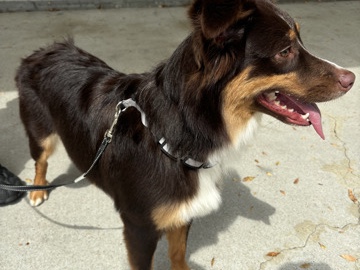 Australian Shepherd – -Australia shepherd dog – Newport News