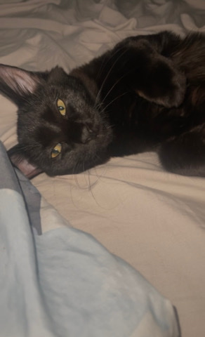 Gypsy Luna